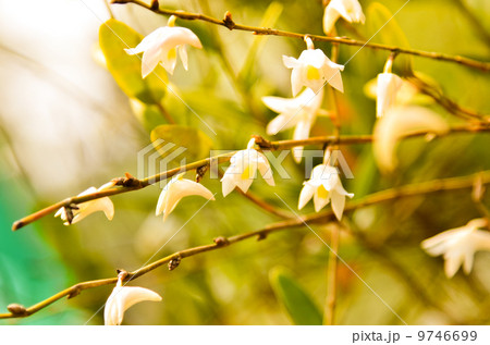 Beautiful Orchid Flower Floral Beautiful Orchid Flower Floral 9746699