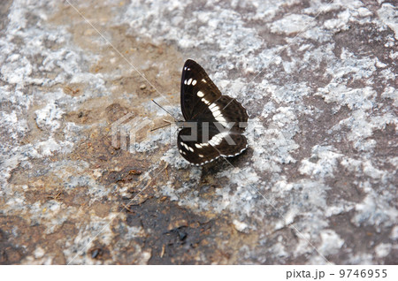 石段の上のイチモンジチョウ 9746955