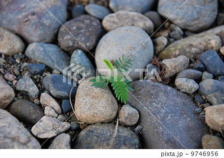 砂利の間の新芽 9746956