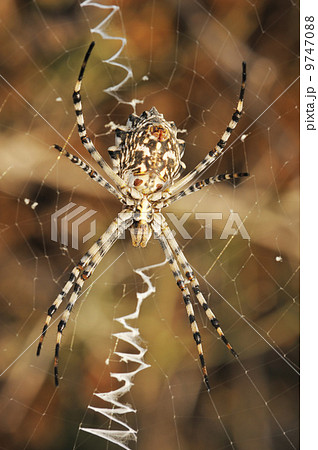 Spider argiope lobed on the web 9747088