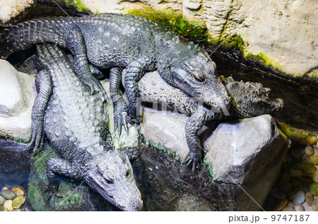 Caymans in the aquarium  9747187