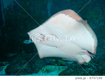 Ray close up portrait in the aquarium Ray close up portrait in the aquarium 9747190