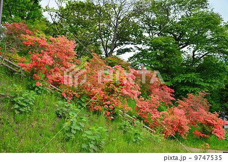 花の階段 9747535