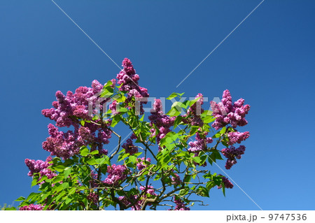 ライラックの花 ライラックの花 9747536