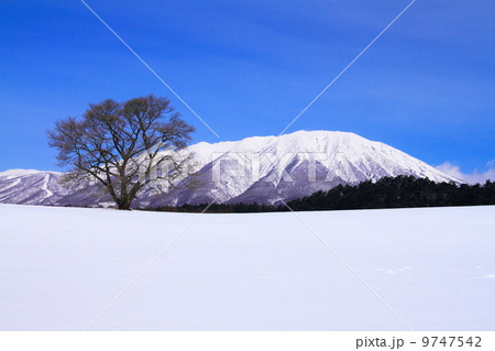 小岩井農場の一本桜と岩手山 9747542