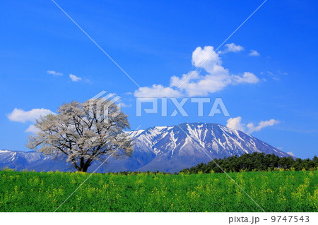 小岩井農場の一本桜と岩手山 小岩井農場の一本桜と岩手山 9747543