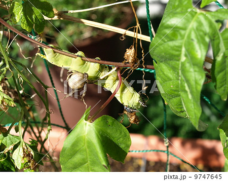 クロメンガタスズメ幼虫 9747645