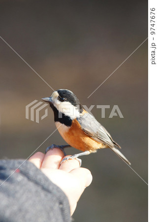 人慣れヤマガラ 9747676