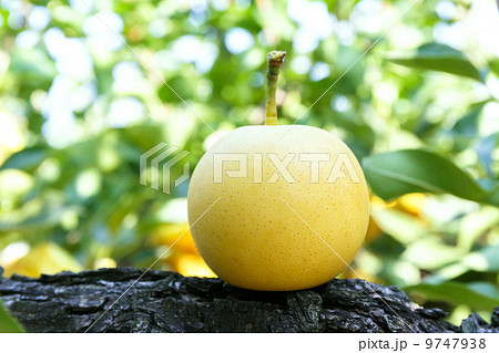 二十世紀梨 二十世紀梨 9747938