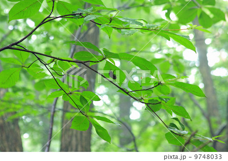 雨やどり 雨やどり 9748033