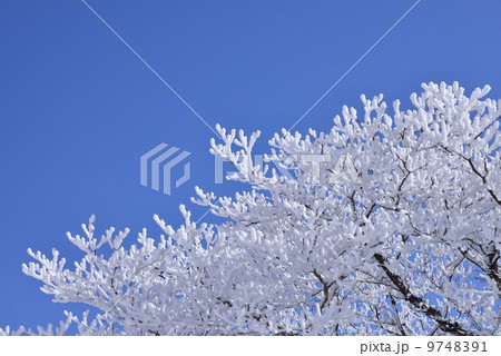 樹氷 樹氷 9748391