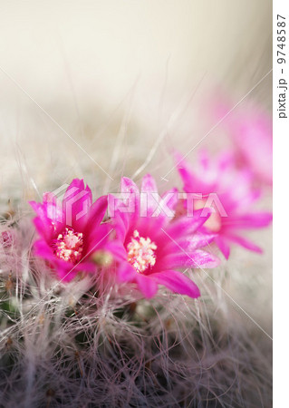 小さな花かんむり 9748587