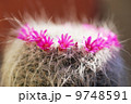 小さな花かんむり 9748591