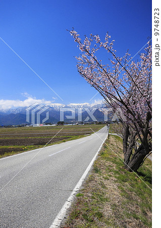 早春の安曇野　桜と北アルプス 9748723