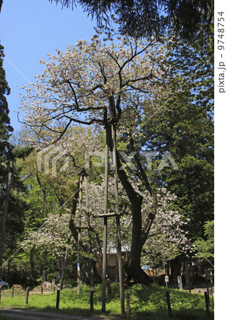 大鹿桜 会津五桜 の写真素材