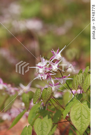 里山の春 イカリ草 里山の春 イカリ草 9748778