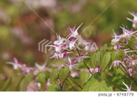 里山の春　イカリ草 9748779