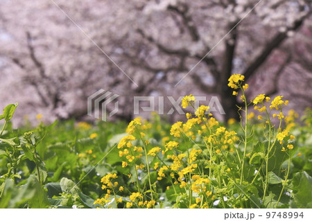 春のイメージ　菜の花と満開の桜 9748994
