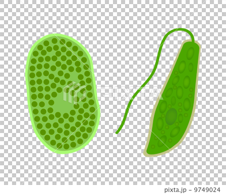 微生物 9749024