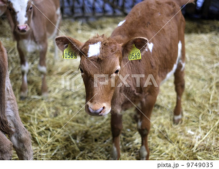 子牛　アイスランド 9749035