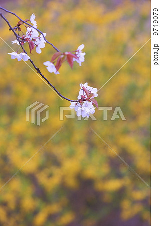 春のイメージ 桜の花とレンギョウ 春のイメージ 桜の花とレンギョウ 9749079