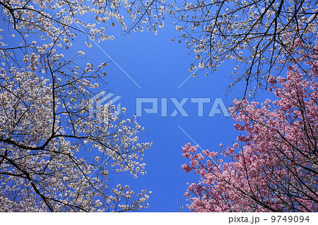 桜満開のイメージ 9749094