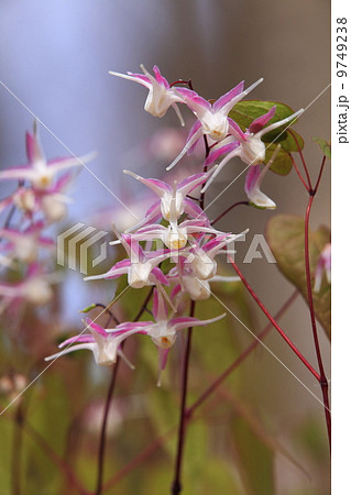 里山の春　イカリ草 9749238