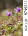 里山の春 カタクリの花 里山の春 カタクリの花 9749240