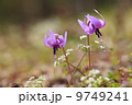 里山の春 カタクリの花 里山の春 カタクリの花 9749241