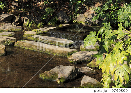 井の頭公園 神田川の水源の写真素材