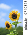 夏のイメージ ひまわりの花 夏のイメージ ひまわりの花 9749325