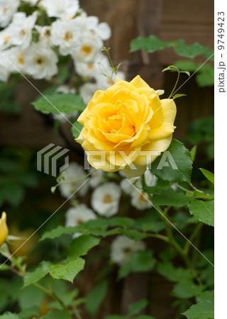 黄色いバラ 9749423