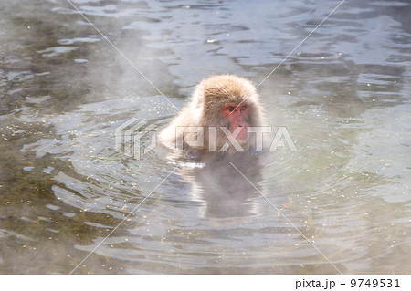 温泉に入る猿 温泉に入る猿 9749531