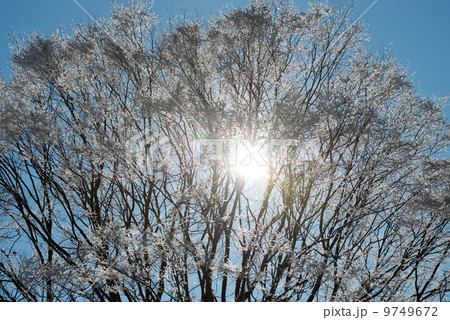 雪山の春 雪山の春 9749672
