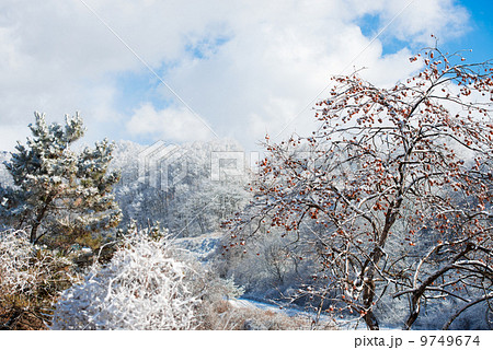 雪山の春 雪山の春 9749674