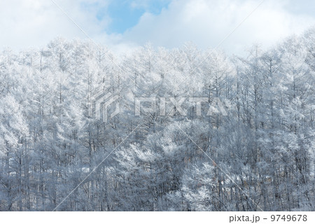 雪山の春 雪山の春 9749678
