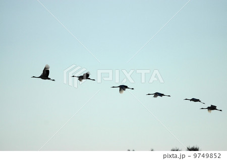 大空に羽ばたく六羽の丹頂鶴　（鶴居村） 9749852