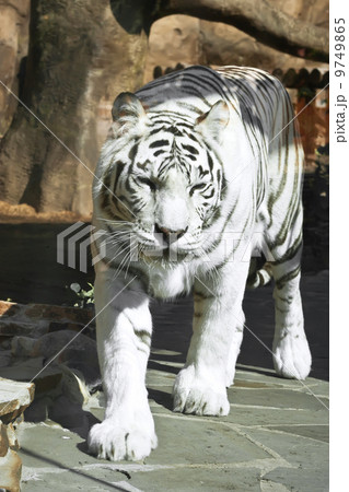 White Tiger White Tiger 9749865