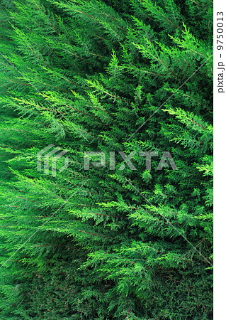 Cypress Background 9750013