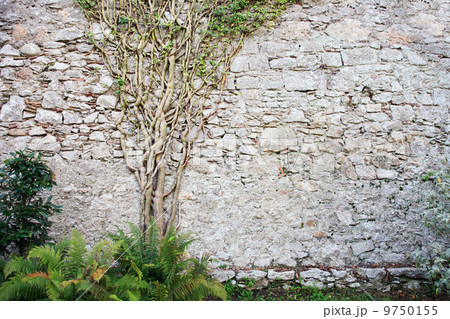 Tree On The Wall Tree On The Wall 9750155