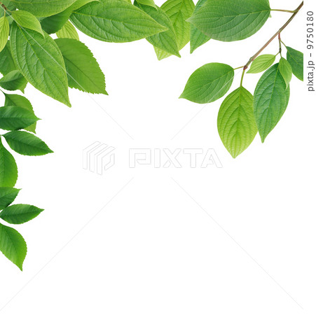 Leaves Border 9750180