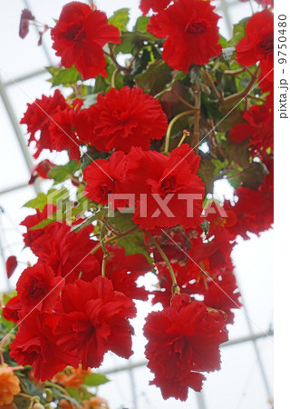 ベゴニア 9750480