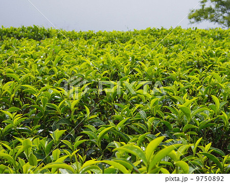 お茶畑 9750892