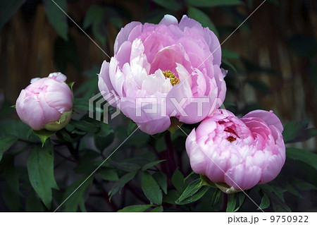 冬ボタン 9750922