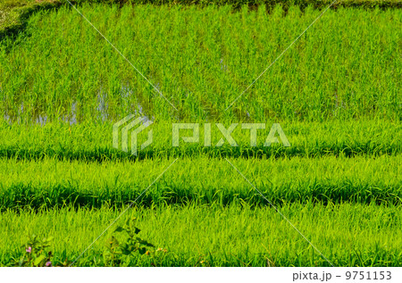 Rice seedlings fields 9751153