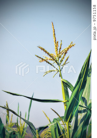 Corn flower Corn flower 9751158