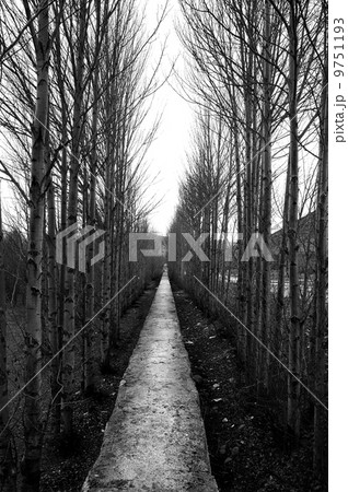 endless trees 9751193