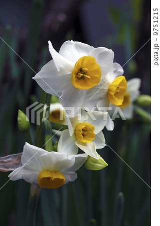 水仙 9751215
