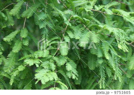 メタセコイヤの葉 9751605