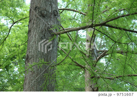 らくうしょうの大木 らくうしょうの大木 9751607